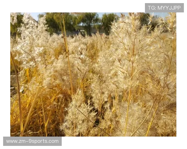 点滴回忆:从菜鸟到超级巨星的成长故事 点滴回忆:从菜鸟到超级巨星的成长故事